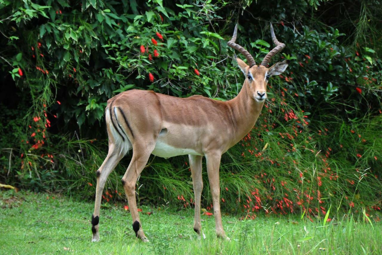 Kruger Park Lodge Unit No. 543 Hazyview Kültér fotó